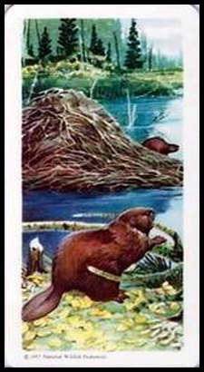 19 Beaver